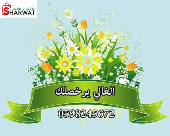 محل الغالي يرخصلك