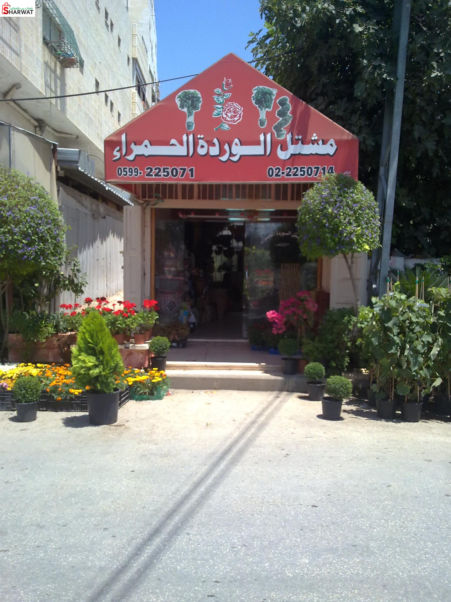 مشتل الوردة الحمراء