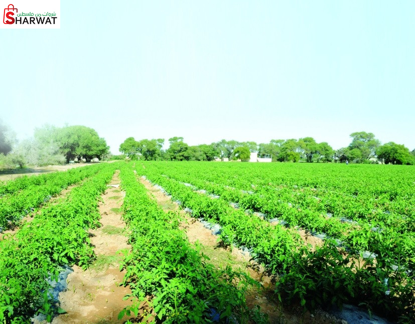 مزرعة كتف الواد