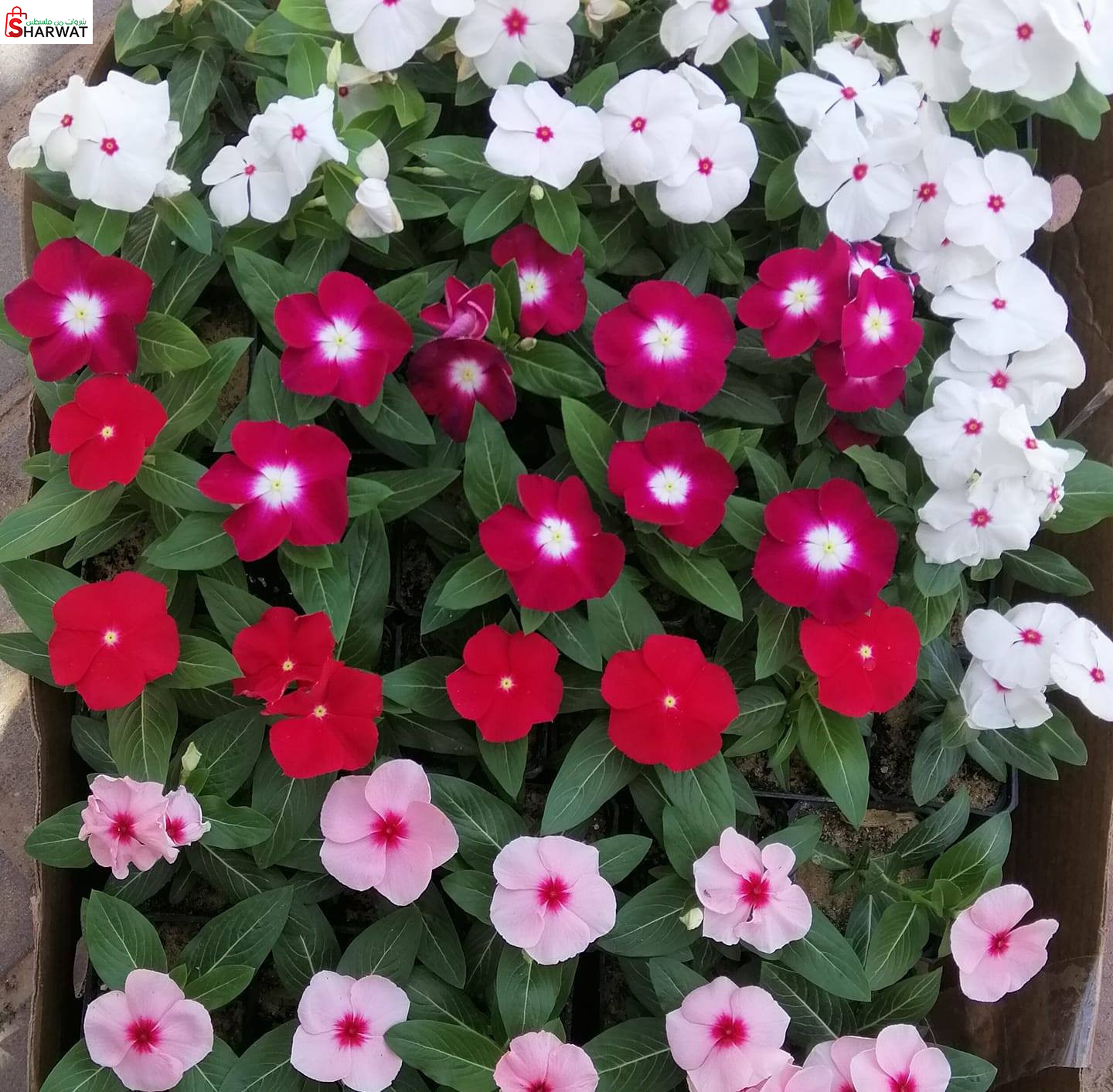 مركز الزهور وتنسيق الحدائق