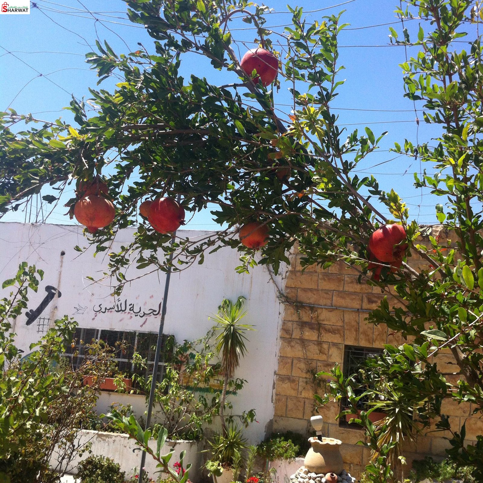 مدرسة ترقوميا الاساسية للبنات