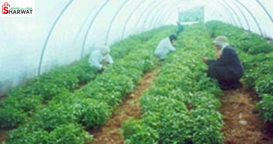 مزارع ابراهيم روما