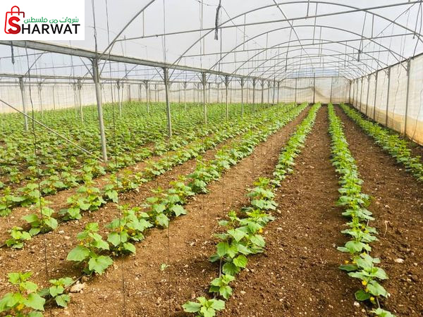 مشتل محلات الهندسة الزراعية ( مجاهد )